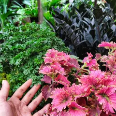 We've got plants to match any mood. Here, the bright pink of a Coleus plant contrasts beautifully with the dark, waxy leaves of a ZZ Raven and the delicate texture of a China Doll plant.