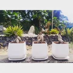 The Ficus Bonsai is a work of living art. This image shows a trio of our bonsai, each with a unique, thick trunk and healthy green leaves, presented in a clean, white ceramic pot. It's a sophisticated gift that helps purify indoor air and adds a touch of tranquility to any desk or home.