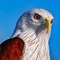 A powerful portrait of a Brahminy Kite against a brilliant blue sky. This shot captures the intense gaze, sharp hooked beak, and the clean contrast between its white head and rich reddish-brown body, embodying the majesty of a bird of prey.