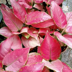 This Aglaonema variety is one of my most eye-catching plants, with brilliant pink leaves that add a pop of colour to any indoor setting. It's a perfect example of the unique and colourful foliage plants I stock for home or office decor.