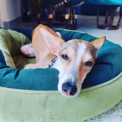 This is little Pixi, relaxing in her favorite bed at home. We believe pets are happiest in their own space, which is why our in-home pet sitting ensures they feel safe and comfortable while you're away.
