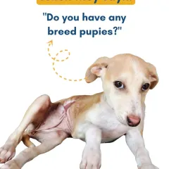The look on our indie puppies' faces when someone asks, "Do you have any breed puppies?" Every dog deserves a loving home, regardless of their breed.