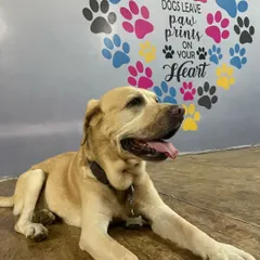 Say hi to Alex, our 11-year-old puppy-at-heart! He's resting on our indoor floor, which features our signature paw-print heart mural.
