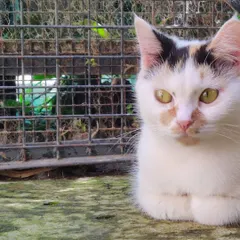 This sweet-faced calico cat is sitting patiently, demonstrating the calm and trusting atmosphere we foster at our boarding facility.