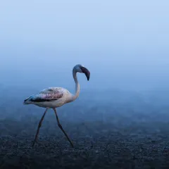 A lone flamingo steps gracefully through the misty blue light of dawn. This minimalist shot captures the quiet elegance of these birds against the vastness of the wetlands.