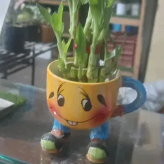 A lucky bamboo plant in a cheerful, mug-shaped planter with legs. This is one of my most popular quirky planters, perfect for a desk or a child's room.