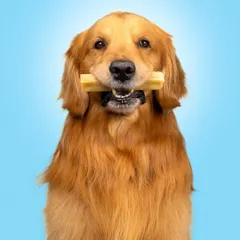 A picture perfect pose with a delicious chew. For this shot, we wanted a clean, direct portrait to showcase the product clearly. Using a controlled studio setup, I ensure the lighting highlights the dog's happy expression and the texture of the chew bone.