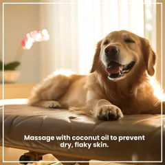 Winter can cause dry, flaky skin. A gentle massage with coconut oil can help moisturize their skin and keep their coat healthy during the colder months.