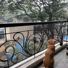 Luffy on neighborhood watch from his favorite balcony spot. Part of my service is ensuring your pet can continue their daily routines, like watching the world go by.