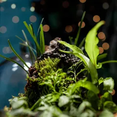 A close-up on the vibrant green moss and the peak of the lava rock in this dome terrarium. The bokeh background emphasizes that this is a perfect piece for festive or special occasion gifting.