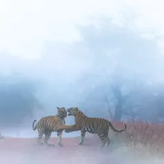 A moment of connection between two tigers in the morning mist, a beautiful and peaceful interaction.