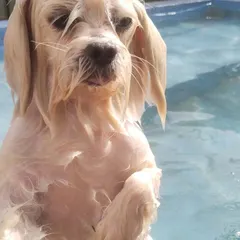 This little one is enjoying a refreshing dip in our pool. Swimming is a fantastic, low-impact exercise for dogs of all ages.