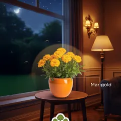 Marigolds are not just cheerful and bright; their distinct smell is a well-known natural mosquito repellent, perfect for placing near windows and doors.