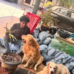 Our team members often get some furry supervisors on site. These two good boys were keeping a close eye on the repotting process, making sure everything was done perfectly. We love working in pet friendly homes.