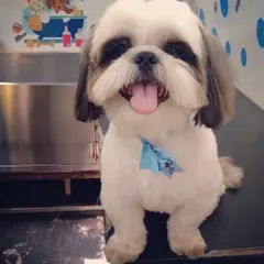 A happy, smiling Shih Tzu post-grooming. I focus on breed-specific cuts that are both stylish and comfortable for your pet.