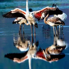 I live for moments of pure art in nature, like this flamingo creating a perfect mirror image on the water. The reflection was so clear, it felt like the world had turned upside down. This shot shows the beautiful symmetry and grace found in the wetlands of Navi Mumbai.