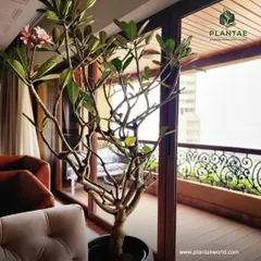 Bringing a flowering tree indoors, like this Plumeria, adds a unique and beautiful touch to a living space. Its delicate blooms and sculptural branches serve as a living work of art, connecting the interior with the natural world just outside the window.