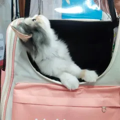 A different angle of our "Hello Cat" carrier backpack, showing how a curious cat can comfortably peek out. The sturdy design and comfortable straps make it easy for you to carry your pet anywhere.