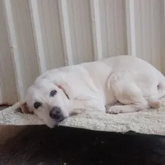 This sweet Labrador is enjoying a quiet moment on one of our raised beds. We provide a variety of resting options for every preference.