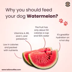 Did you know watermelon is a great summer treat for dogs? It's 92% water for hydration, low in calories, and packed with vitamins. Just remember to remove the seeds and rind first!