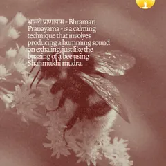 This graphic explains Bhramari Pranayama, a calming breathing technique that mimics the buzzing of a bee. It's a powerful tool for reducing stress and turning your awareness inward.