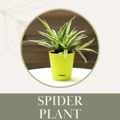The Spider Plant is a classic for a reason. It's easy to care for, a great air purifier, and most importantly, it's non-toxic, making it a safe and wonderful addition to a home with pets.