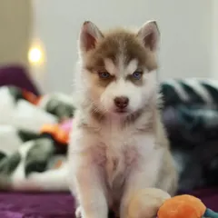 This beautiful brown and white Siberian Husky pup shows the top quality we stand for. Our huskies are known for their striking looks and robust health, raised in a loving environment from day one.