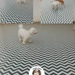 A collage showing our little white guest exploring different parts of our spacious, clean play area.