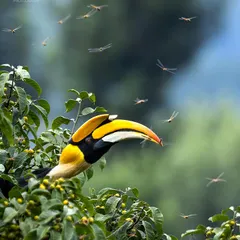 A Great Indian Hornbill feasting on dragonflies. This footage, featured in the documentary 'Nilgiris: A Shared Wilderness,' captures a rarely seen feeding behavior.