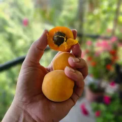 The sweetest, juiciest apricots, which we call Sahiba locally, plucked fresh from the tree. This is the simple pleasure of farm life, eating organic, pesticide-free fruit right after my morning practice.