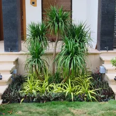 A layered planting design for a modern home's entrance. I used tall Dracaena for height, with a base of lighter green and deep purple plants to create depth and texture.