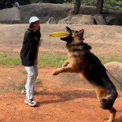 Look at that drive. Working with Hustler the GSD was a blast. Using a dog's natural play drive is one of the most effective ways to train and build a strong, positive relationship.