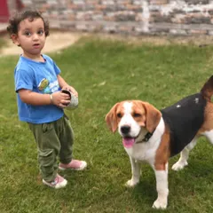 A child and a Beagle sharing a moment in our green, open play area. We ensure our space is welcoming for the entire family, both two-legged and four-legged.