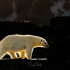 In the vast, silent expanse of the Arctic, I captured this polar bear against the dark rock, its form illuminated by a sliver of light. This image is more than a photograph; it’s a story of solitude and survival, showcasing the artistic possibilities that emerge when we work with dramatic light in extreme environments.