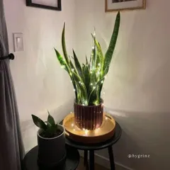 A Snake Plant decorated with fairy lights, creating a cozy and magical ambiance. This shows how a simple plant can become a beautiful piece of decor.