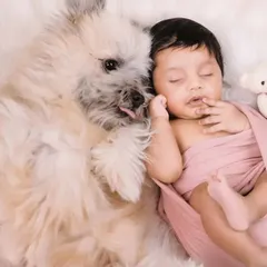 A tender moment between a baby and their furry sibling. The dog gives the sleeping, swaddled newborn a gentle lick on the cheek.