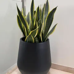 The Snake Plant, or Sansevieria, is another superstar of the easy-care world. Its upright, architectural leaves look great in modern spaces, and it's one of the best air-purifying plants you can get.