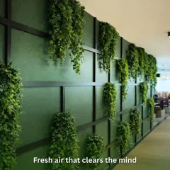 This is an example of a simple yet effective green wall I designed. Using trailing plants like Pothos on a dark, paneled wall creates a dramatic visual effect and contributes to cleaner, fresher air for the entire floor.