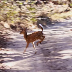 A Spotted Deer fawn caught in mid-leap as it dashes across a jungle track. Their speed and agility are incredible, and they are always on high alert for predators.