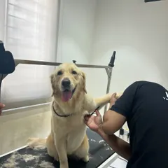 A happy Golden Retriever getting a professional paw and nail trim on my portable grooming table. I ensure every dog is comfortable and secure during their session.