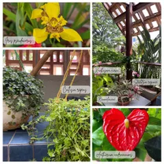 A collage of the vibrant plants that fill our Bangalore office. We surround ourselves with species like Iris pseudacorus and Anthurium, as our workspace is a constant source of inspiration and a testing ground for our planting ideas.