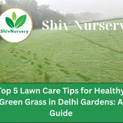 Footprints on a dewy morning lawn. I share my knowledge on everything from proper watering to mowing techniques to help you maintain a beautiful lawn.