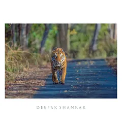 Framed as a fine art print, the intensity of this tiger's walk is amplified. The clean border focuses all attention on his powerful form and the story of his journey through the Terai forest.