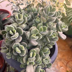 The Bear's Paw succulent (Cotyledon tomentosa) is one of my favorites. Its fuzzy, chubby leaves with little "claws" at the tips are just so adorable. It's a must-have for any succulent collector.