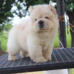 A beautiful shot of a cream-colored Chow Chow puppy in an outdoor setting. I make sure my puppies get fresh air and time to explore.