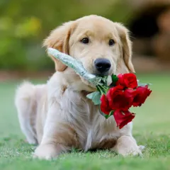 Will you be my Pawlentine? This sweet Golden Retriever puppy holding a bouquet of red roses is the perfect way to celebrate love. These sessions are great for Valentine's Day or just to capture some extra cute moments.