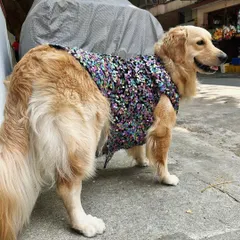 A good outfit looks great from every angle. Here you can see how this custom-stitched dress is tailored to fit the body without being tight, allowing for easy movement. I use the same principles for pet wear as I do for my bridal gowns: elegance in every stitch.