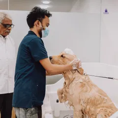 Bath time is a crucial part of our wellness grooming. Here, a Golden Retriever receives a thorough wash under the watchful eye of our vet, ensuring that we use the right products for its skin type and that the process is safe and comfortable.