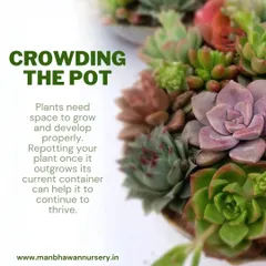Succulents need space to grow. If you see them crowding the pot, it's time for repotting. This gives their roots room to expand and helps the plant continue to develop properly.