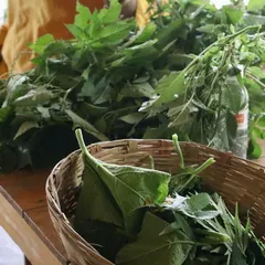 A basket of foraged greens from our wild food walk. We collaborate with experts to host workshops that teach participants about the edible and medicinal plants growing all around us.